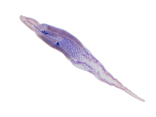 Obraz na płótnie Canvas Gyrodactylus is ectoparasitic flatworms infections in fish.
