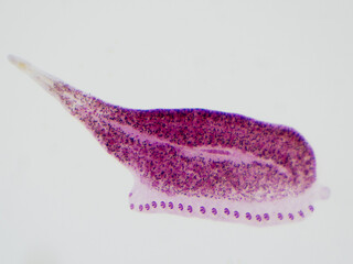 Gyrodactylus is ectoparasitic flatworms infections in fish.
