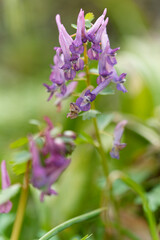 Hohle Lerchensporn, Corydalis cava, Hohlknolliger Lerchensporn