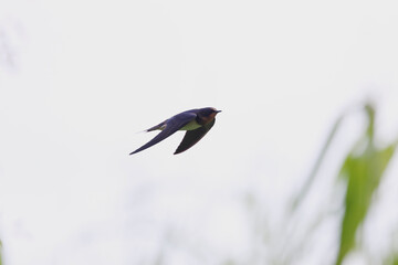 Barn Swallow, soaring high up into the sky