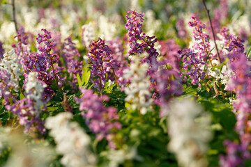 Hohler Lerchensporn, Corydalis cava, Hohlknolliger Lerchensporn