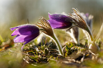 Kuhschelle, Küchenschelle, Pulsatilla vulgaris