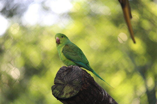 Cobalt-rumped parrotlet in a aviary