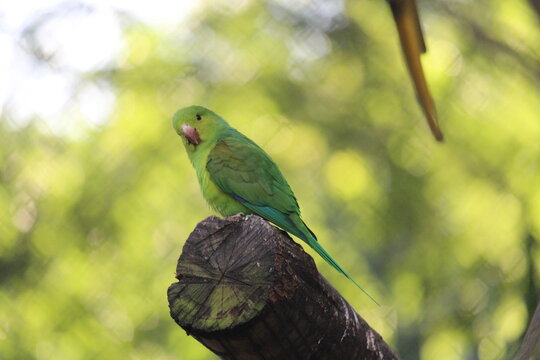 Cobalt-rumped parrotlet in a aviary