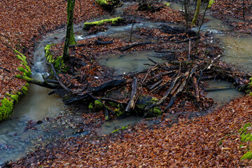 Der Erlesbach im Waldschutzgebiet Wotansborn im Naturpark Steigerwald, Rauhenebrach, Landkreis Haßberge, Unterfranken, Franken,  Deutschland