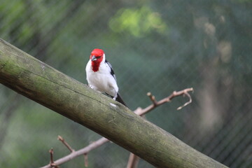 Red Cardinal Bird