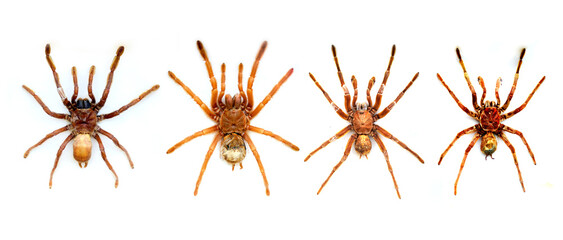 Exotic insects of the fauna of South America common in Central and South America Mexico and the Pacific fauna. Large tropical species of semi-winged Large hymenoptera scorpion-like spiders and beetles