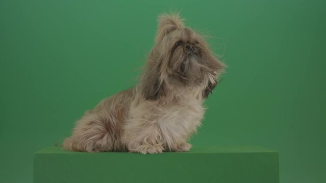 Funny luxury fashion Shihtzu small gold colod dog chilling with wind and long hair isolated on green background