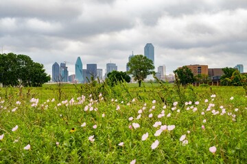 Springtime Serenity: 4K Image of Dallas, Texas, Viewed from the Tranquil Trinity River