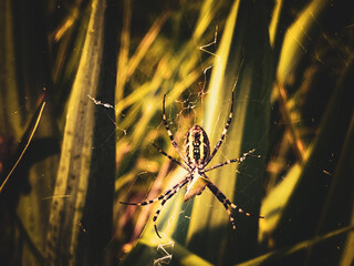 spider on the web - obrazy, fototapety, plakaty