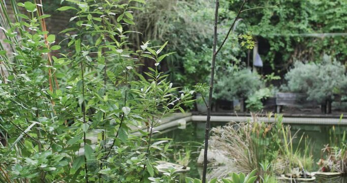 Close up of sunny garden with plants and pond, slow motion