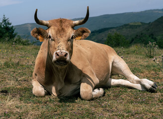 Una vaca marrón descansando en el prado. Escena muy común en las montañas del norte de España