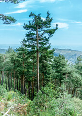 Pino muy alto que destaca en lo alto de las montañas, por encima del bosque, toma vertical