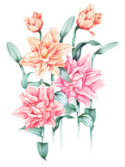 Illustration bouquet of lily pink flowers painted with watercolors.Drawing of a branch with leaves and floral.For decorating wedding invitation cards.Vintage style.Blooming flower painting for summer.