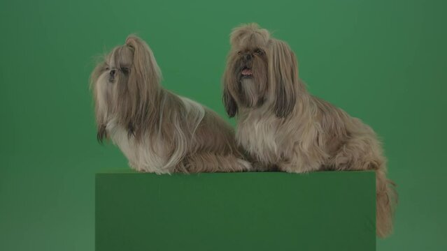Two shih tzu dogs sitting still on pedestal like statues on green screen, funny pets chroma key footage