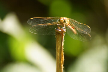 dragonfly on a branch in the forest