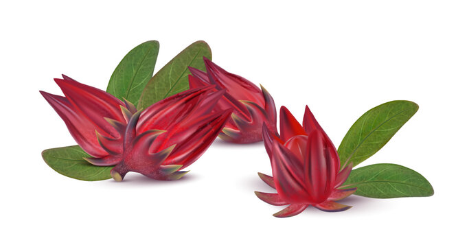 Roselle group isolated on white background. 3D realistic vector illustrations. Food concepts.