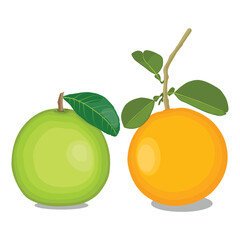 Vector illustration green and yellow pomelo in cartoon flat style. Pomelo orange tropical fruit isolated on white background, fresh food for diet, agricultural product, gardening farmer