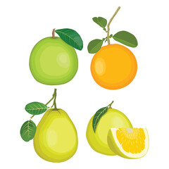 Vector illustration green and yellow pomelo in cartoon flat style. Pomelo orange tropical fruit isolated on white background, fresh food for diet, agricultural product, gardening farmer