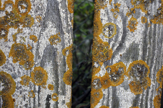 Lichen growing on an old white painted wooden fence
