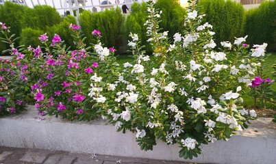 Beautiful flowers showing beauty in garden