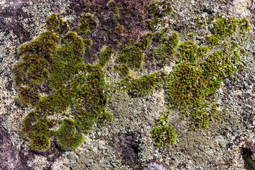 Moss and Lichen growing on sandstone rock