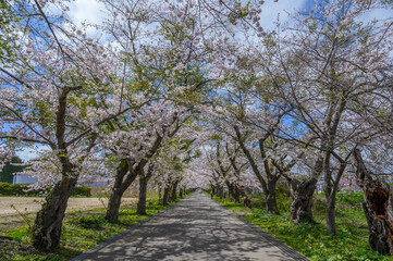清川陣屋の桜並木