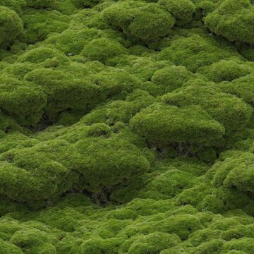 Moss