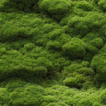 Moss