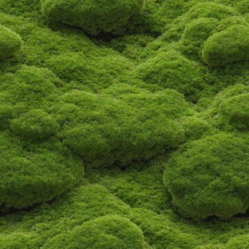Moss