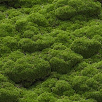 Moss