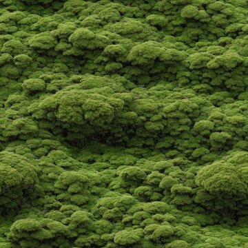 Moss