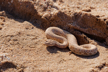 Close-up photo of a small Peringuey's adder (Bitis peringueyi) on the sand in the Namib Desert, Namibia