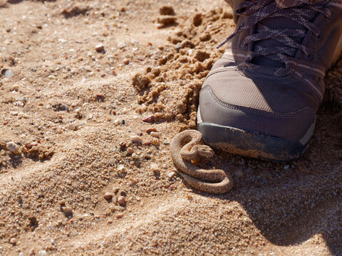 Close-up photo of a small Peringuey's adder (Bitis peringueyi) on the sand next to a hiking shoe in the Namib Desert, Namibia