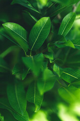 Obraz premium Nature of dark green leaf in garden at summer. Natural green leaves plants using as spring background cover page greenery environment ecology lime green wallpaper