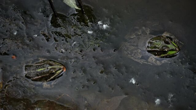 Green frog sits in a swamp close-up. Frog in the pool on floating aquatic plants, in water of different levels, close-up. Toads and frogs near the water in a pond on a spring day.