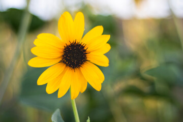 Sunflower In Garden