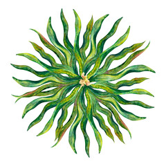Obraz premium Watercolor drawing circle from curved dark-green laminaria algae leaves isolated on white background. Underwater illustration for stickers, logo, photoframe