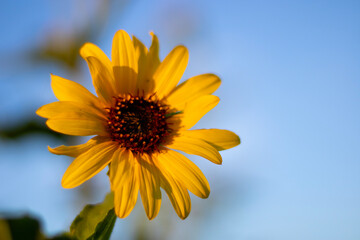 Obraz premium Sunflower On Sky