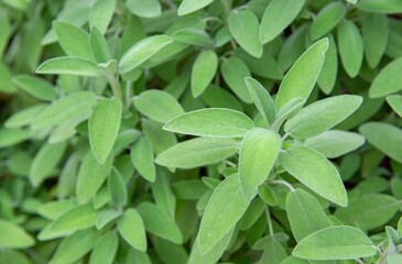 closeup on fresh leaf of sage growing in a garden