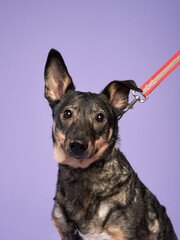 Portrait of a beautiful black dog on lilac background. Mix of breeds. Happy Pet in the studio