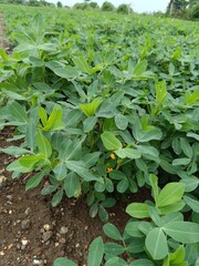 defocused background yellow flowers on peanut plant with green bean tree