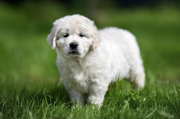 cute golden retriever puppy standing on grass, close up portrait