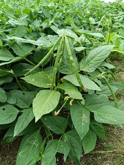 Mung bean pods, the fruits are elongated cylindrical or flat cylindrical pods, crop planting at the fields on tropical zone of Thailand.