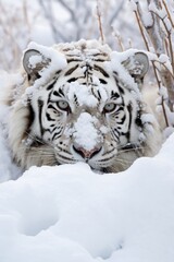 Snow Tiger stalk out of snow