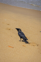A crow in the sandy beach with ocean background.