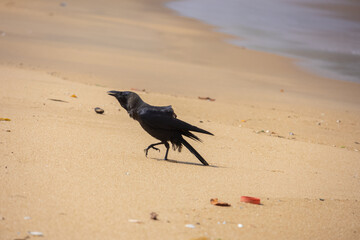 A crow in the sandy beach with ocean background.