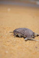 Concept of environmantal pollution kills animals,
A dead fish washed up to the shore,