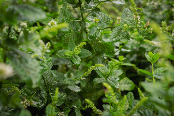 Close-up of green leaves. Fresh mint leaves. Detailed grass background. Natural pattern. Garden plants background. Medical mint plant. Botany concept. Beauty in nature.