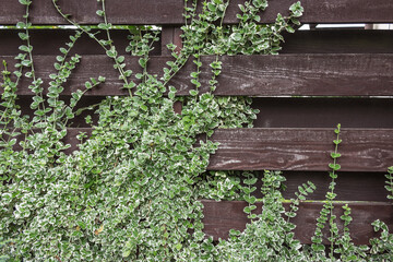 Ivy growing on a wall. Natural backgrounds. Ivy plant on wooden fence. Exterior decoration. Garden wallpaper. Green foliage on wooden boards. Gardening background. Beauty in nature.